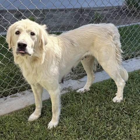 Enlarge Snowball, a Adopted mixed breed in Yaphank, NY image 3/6