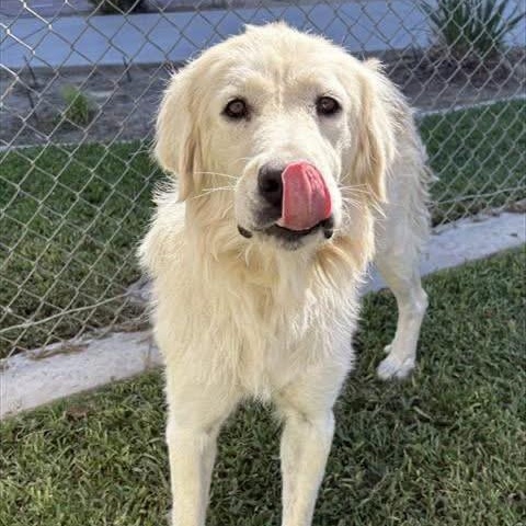 Enlarge Snowball, a Adopted mixed breed in Yaphank, NY image 2/6