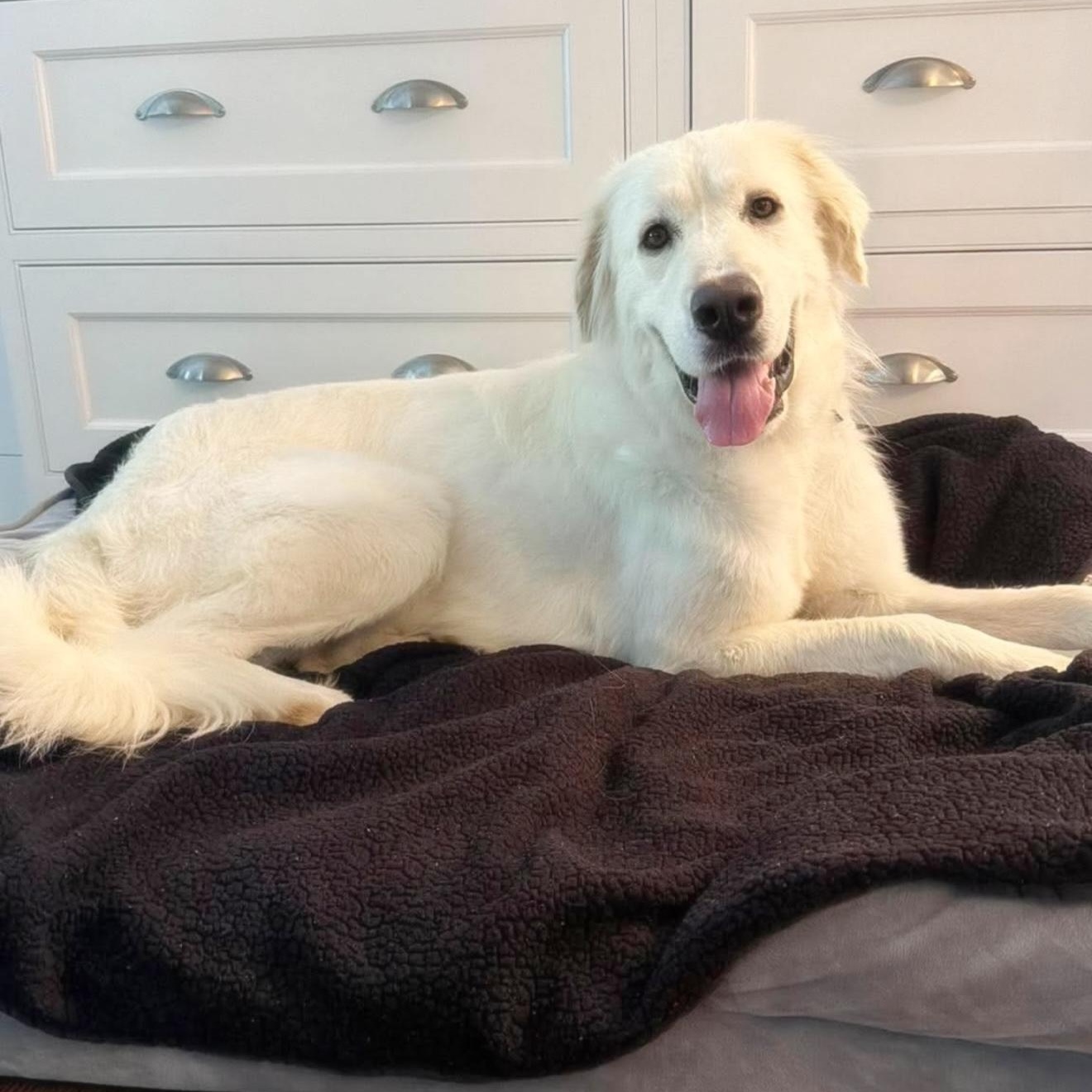 Enlarge Snowball, a Adopted mixed breed in Yaphank, NY image 6/6