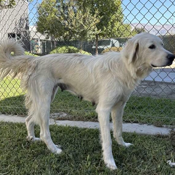 Enlarge Snowball, a Adopted mixed breed in Yaphank, NY image 4/6