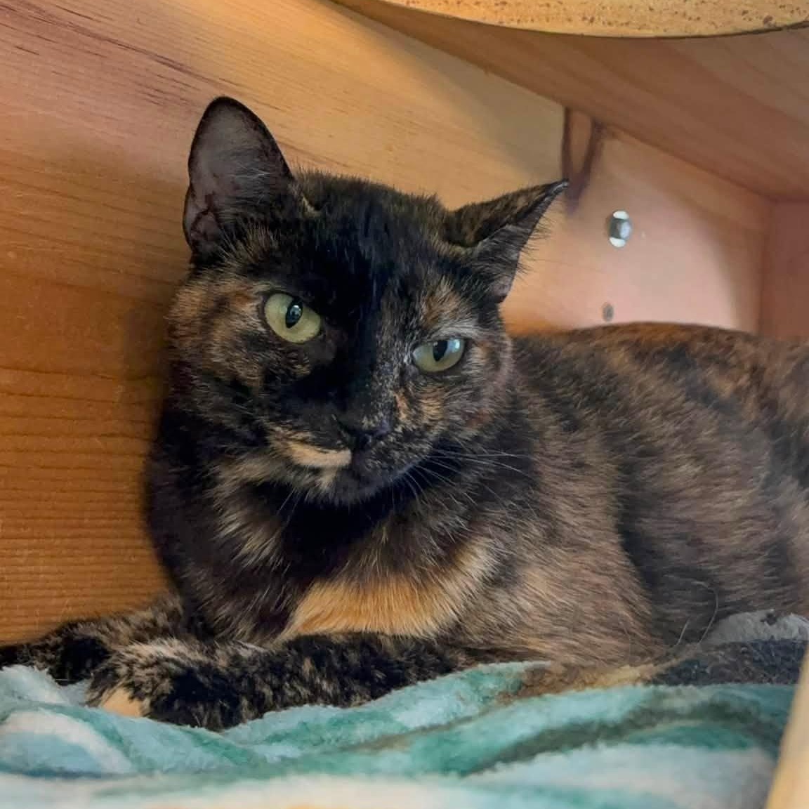 Tangerine, Adoptable, Adult Female Domestic Short Hair.