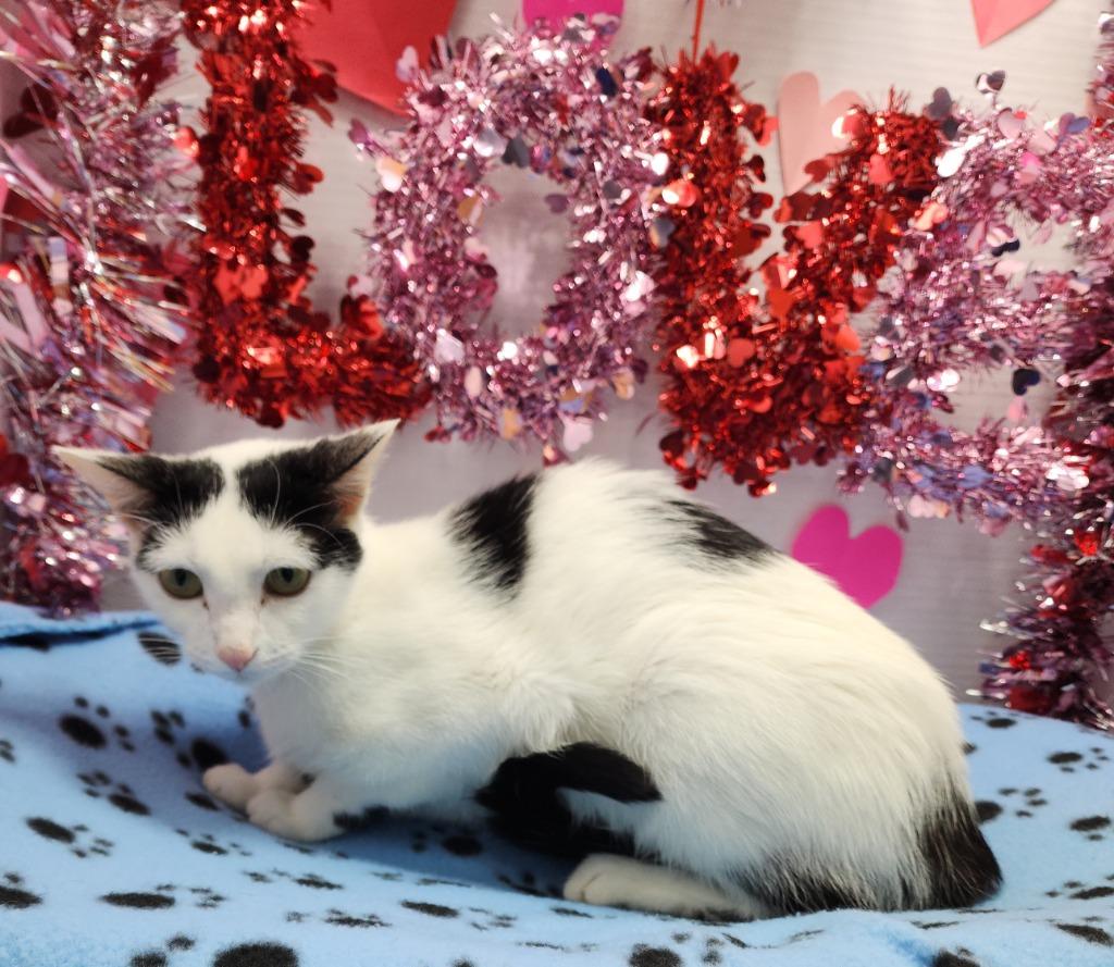 Cookie, Adoptable, Young Female Domestic Short Hair.