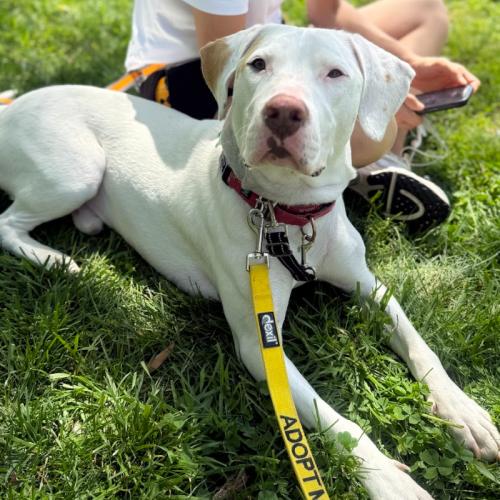 Erwin, Adoptable, Young Male Labrador Retriever & Mixed Breed.