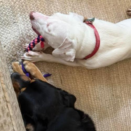 Erwin, Adoptable, Young Male Labrador Retriever & Mixed Breed.