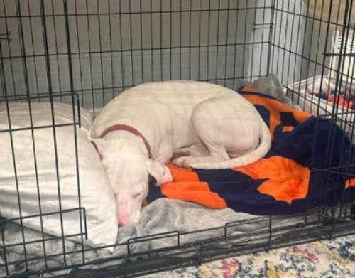 Enlarge Erwin, a Adoptable mixed breed in Washington DC, DC image 2/6