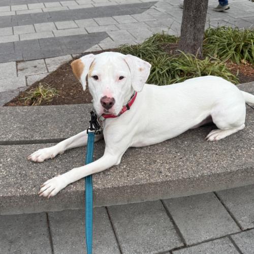 Enlarge Erwin, a Adoptable mixed breed in Washington DC, DC image 4/6