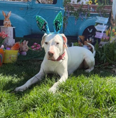 Enlarge Erwin, a Adoptable mixed breed in Washington DC, DC image 5/6