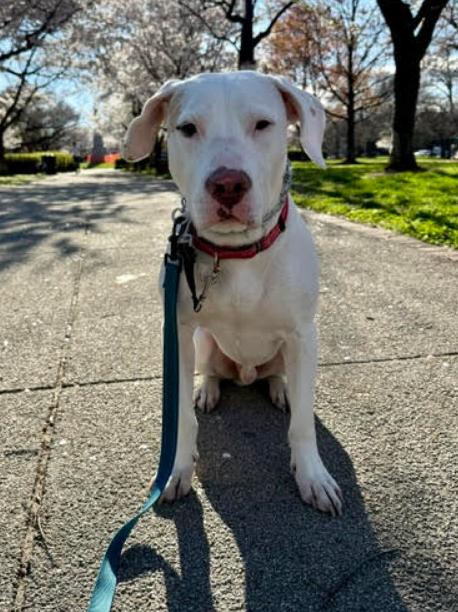 Enlarge Erwin, a Adoptable mixed breed in Washington DC, DC image 6/6