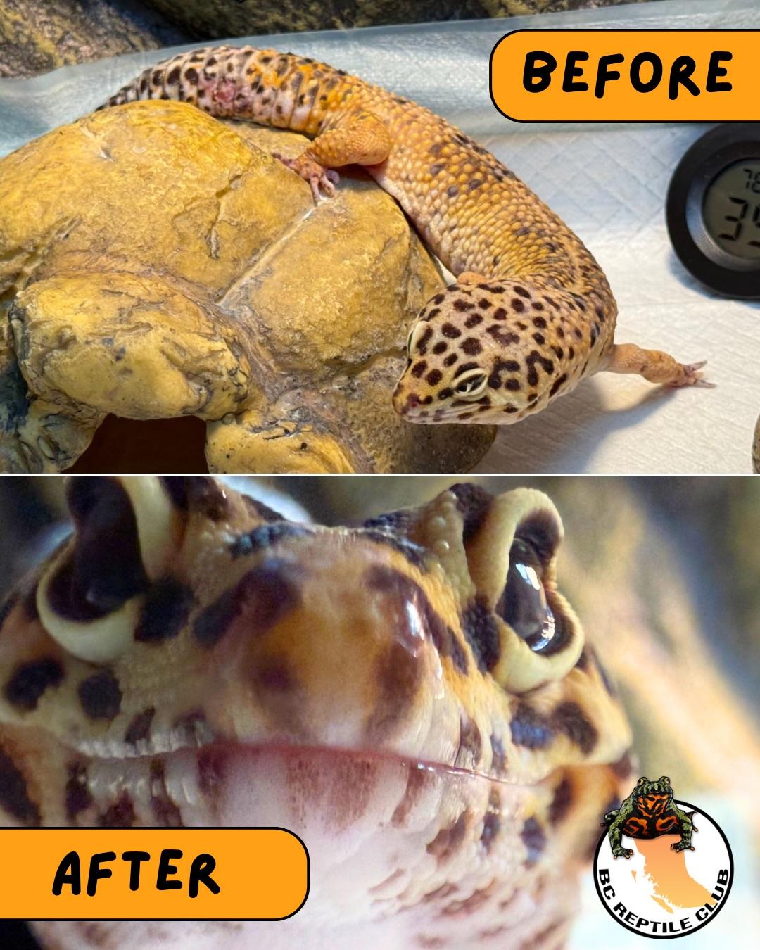 Crush, a ADOPTABLE Gecko in Surrey, BC image 2/4