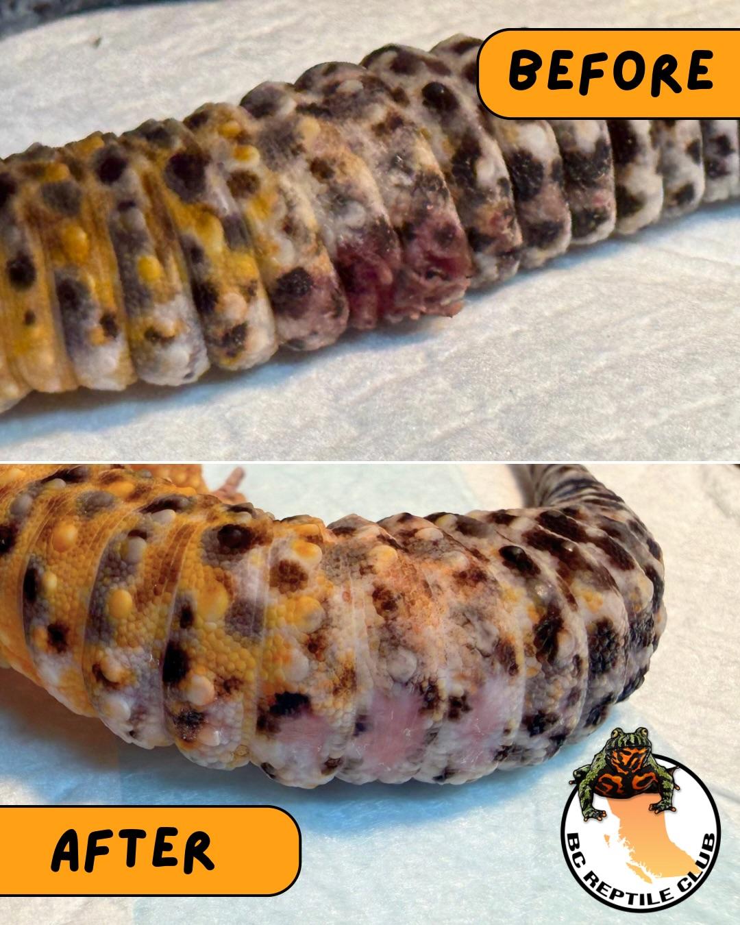 Crush, a ADOPTABLE Gecko in Surrey, BC image 4/4