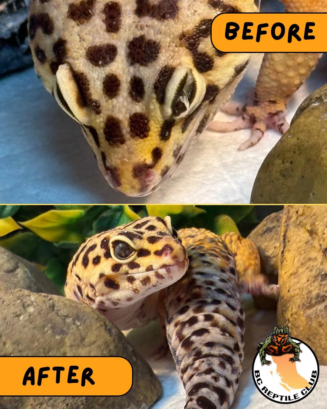 Crush, a ADOPTABLE Gecko in Surrey, BC image 3/4