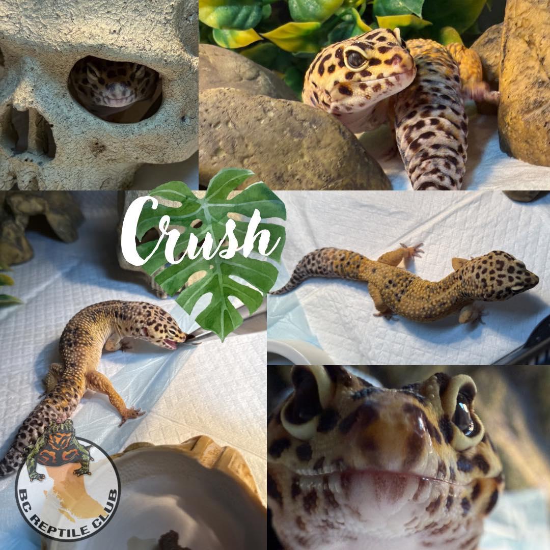 Crush, ADOPTABLE, Adult Male Gecko.