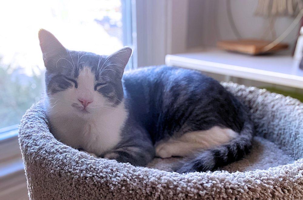 Gordy, adoptable, Kitten Male Domestic Short Hair.