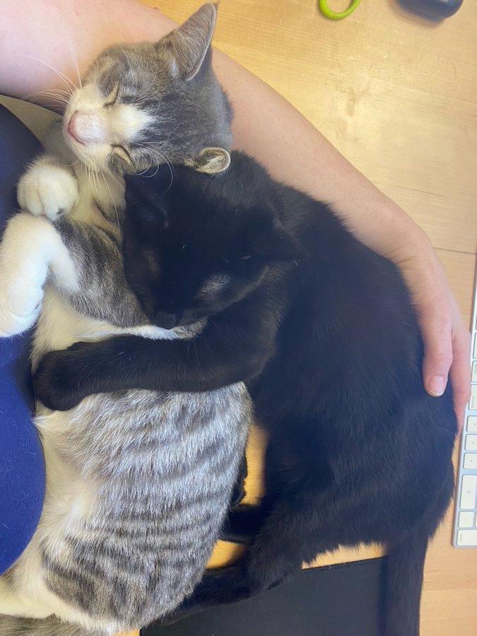 Enlarge Gordy, an adoptable Domestic Short Hair in White Bear Lake, MN image 2/4