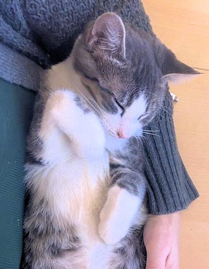 Enlarge Gordy, an adoptable Domestic Short Hair in White Bear Lake, MN image 3/4