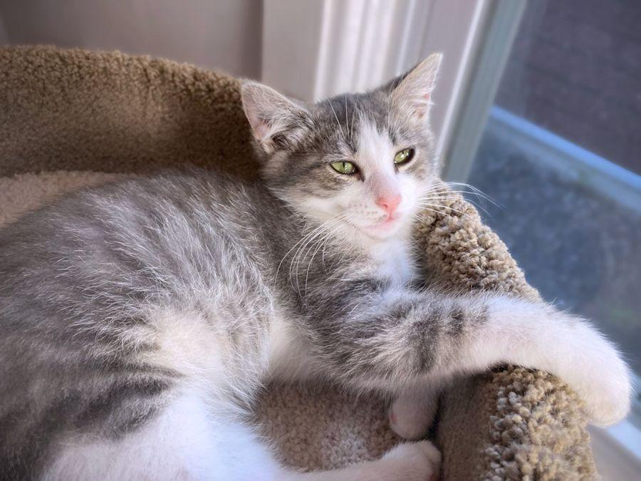 Enlarge Gordy, an adoptable Domestic Short Hair in White Bear Lake, MN image 4/4