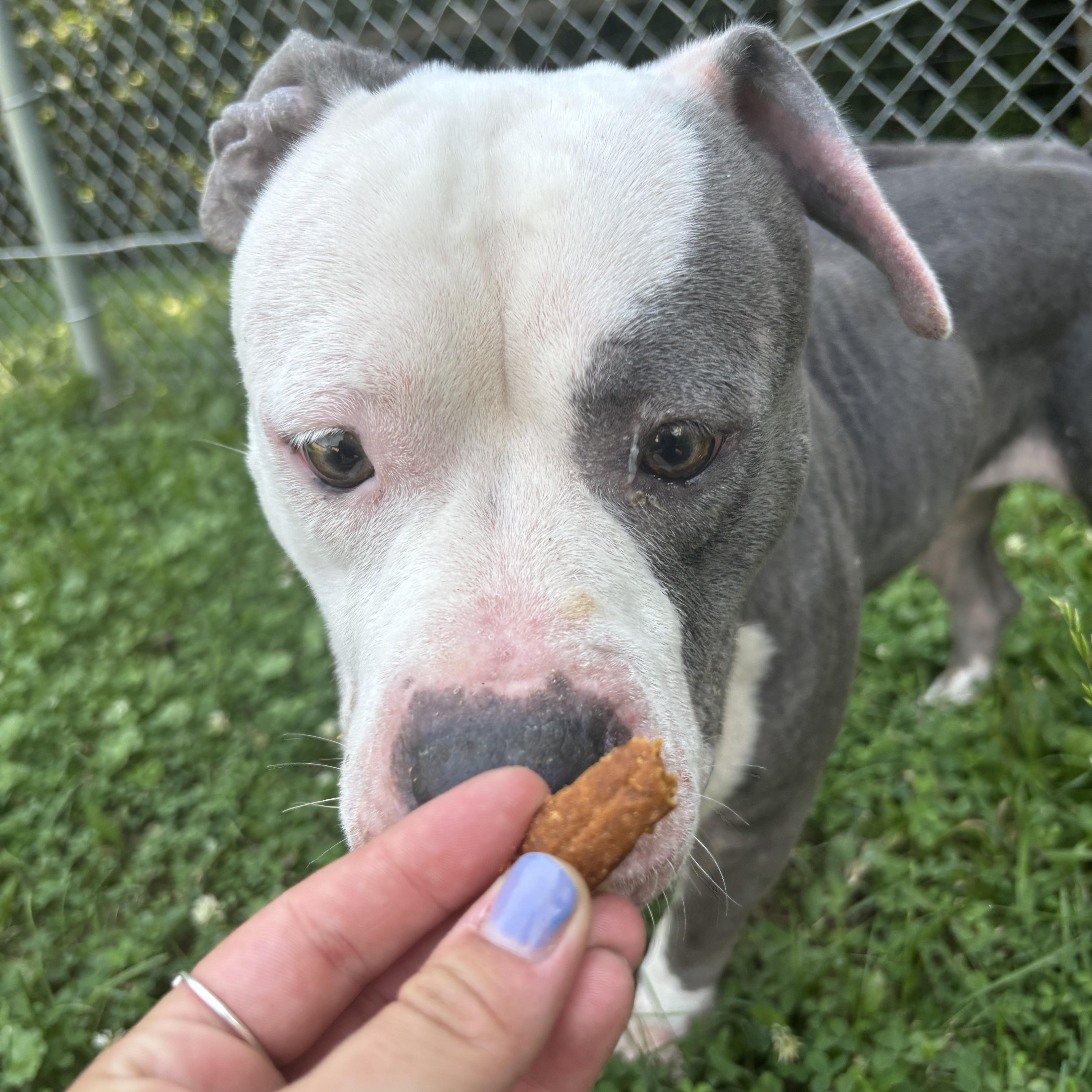 Tina, a ADOPTABLE mixed breed in Circleville, OH image 3/4