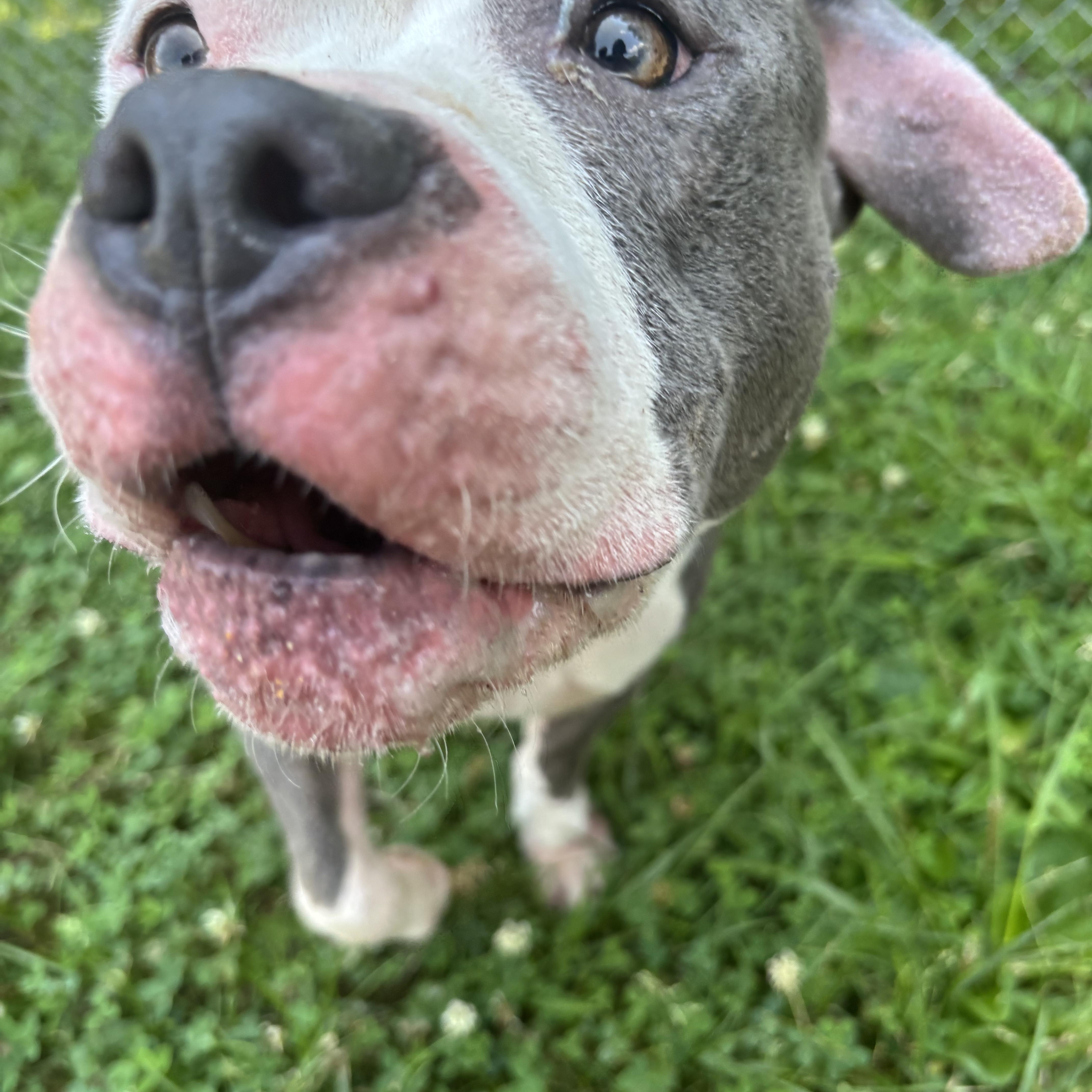 Tina, a ADOPTABLE mixed breed in Circleville, OH image 4/4