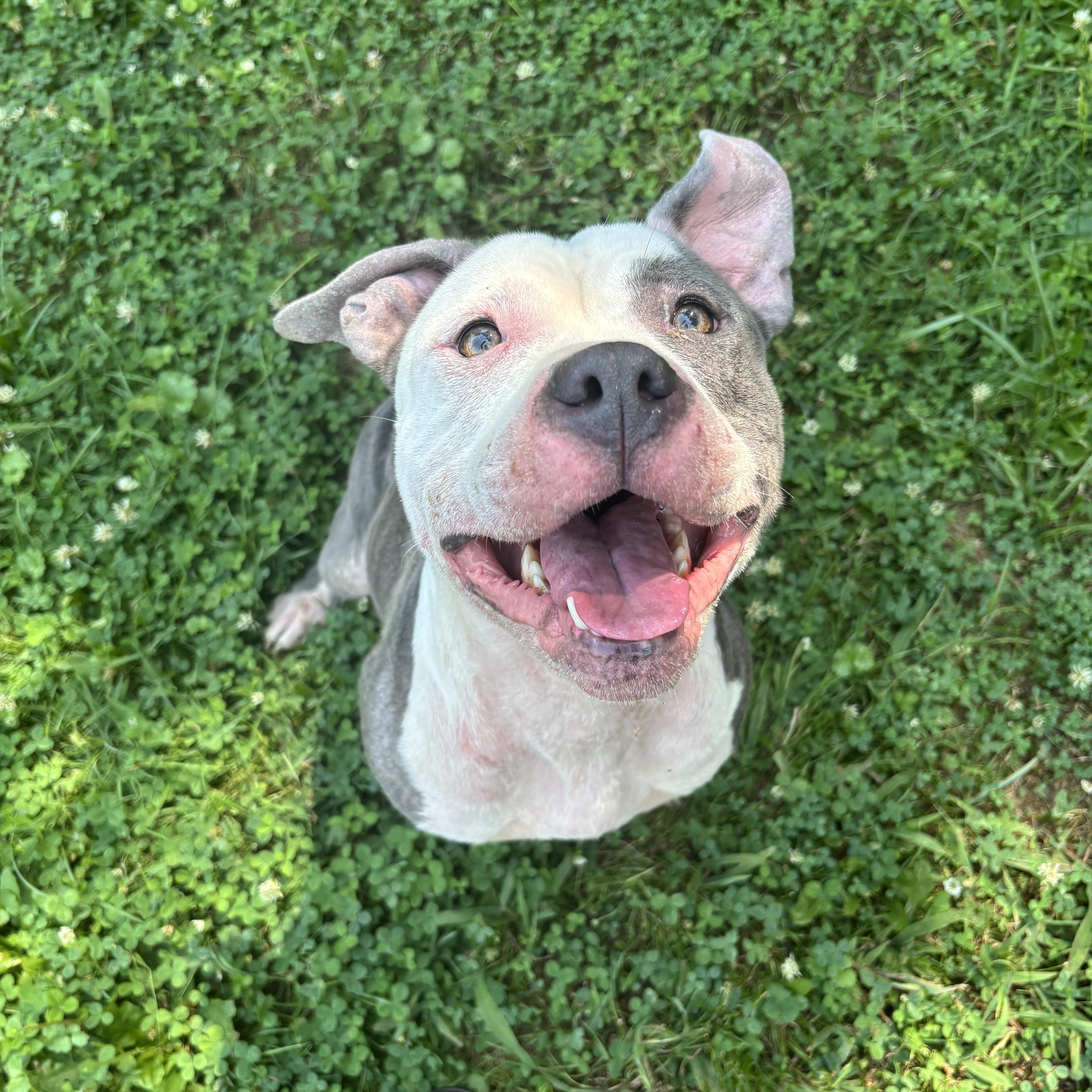 Tina, a ADOPTABLE mixed breed in Circleville, OH image 1/4