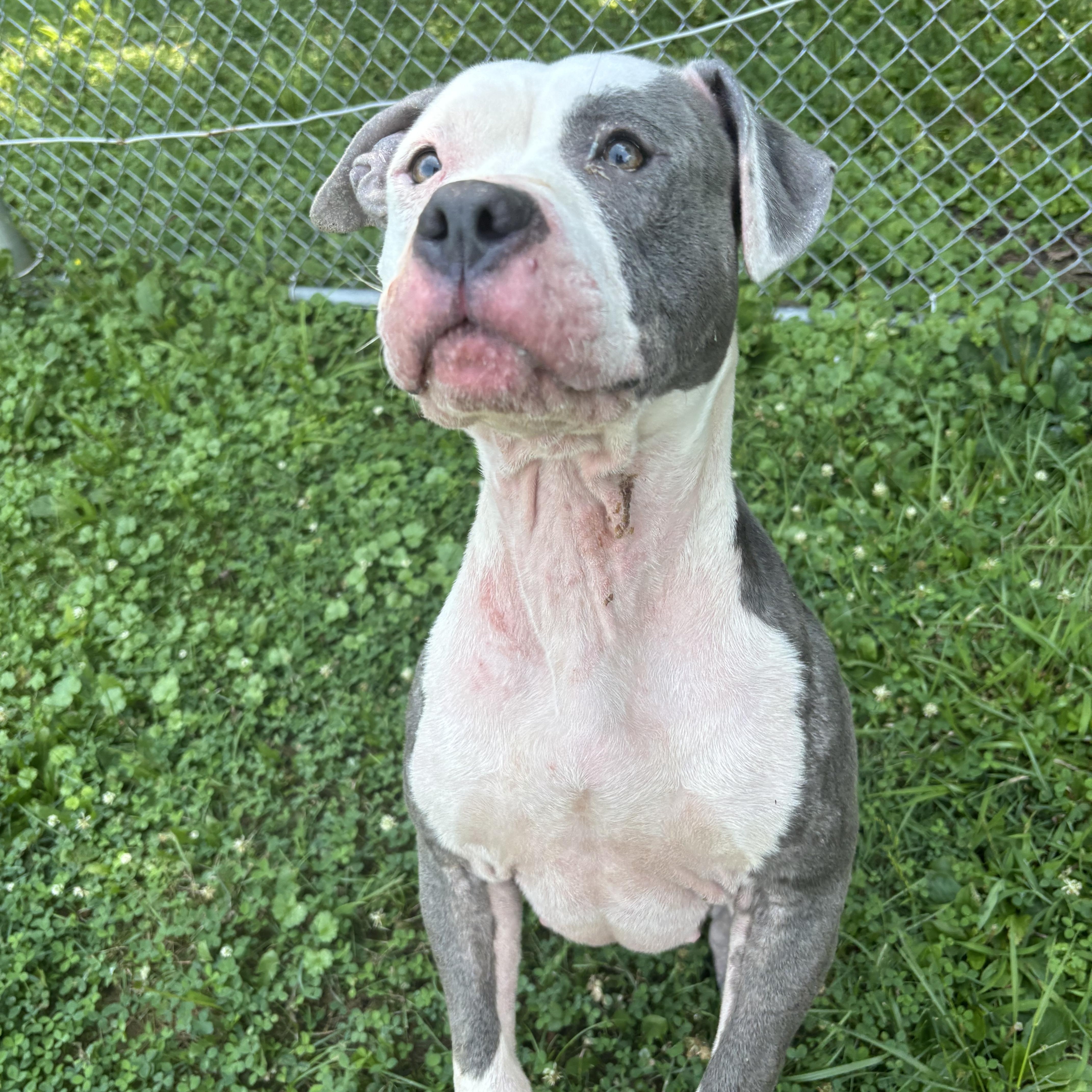 Tina, a ADOPTABLE mixed breed in Circleville, OH image 2/4