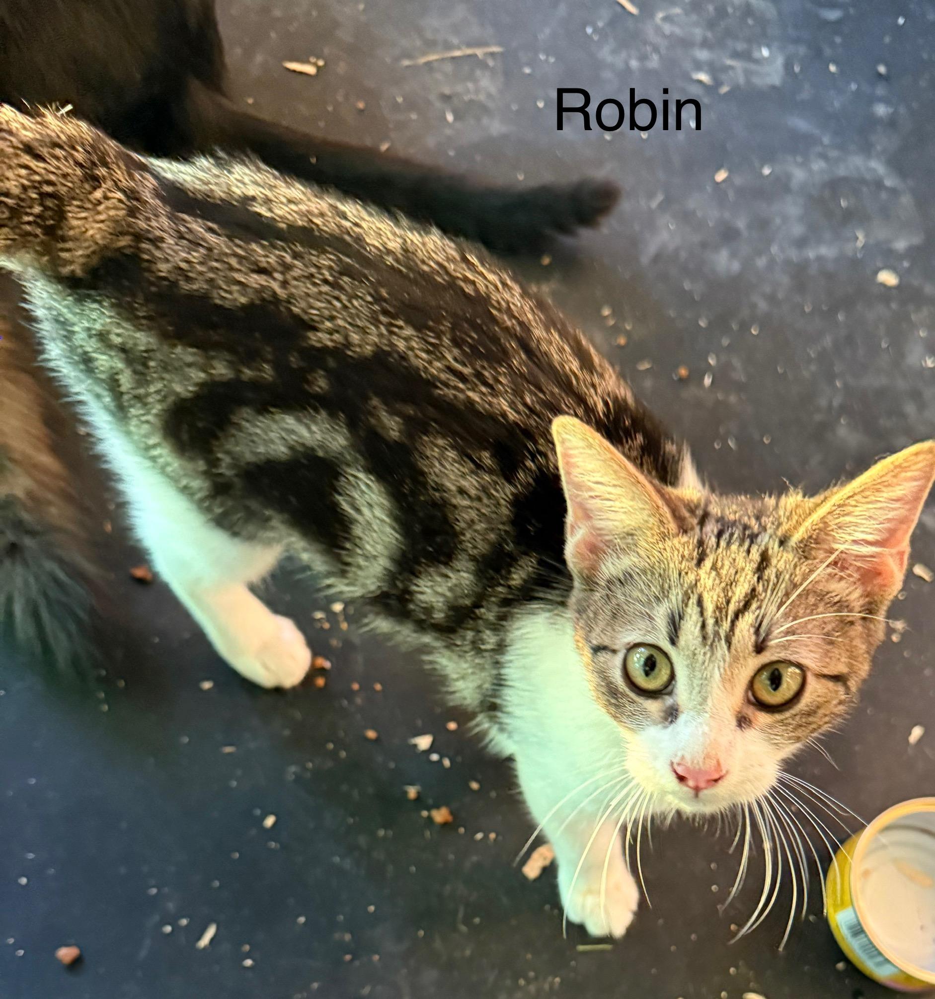 Enlarge Robin, a ADOPTABLE Domestic Short Hair in Dunnigan, CA image 2/4