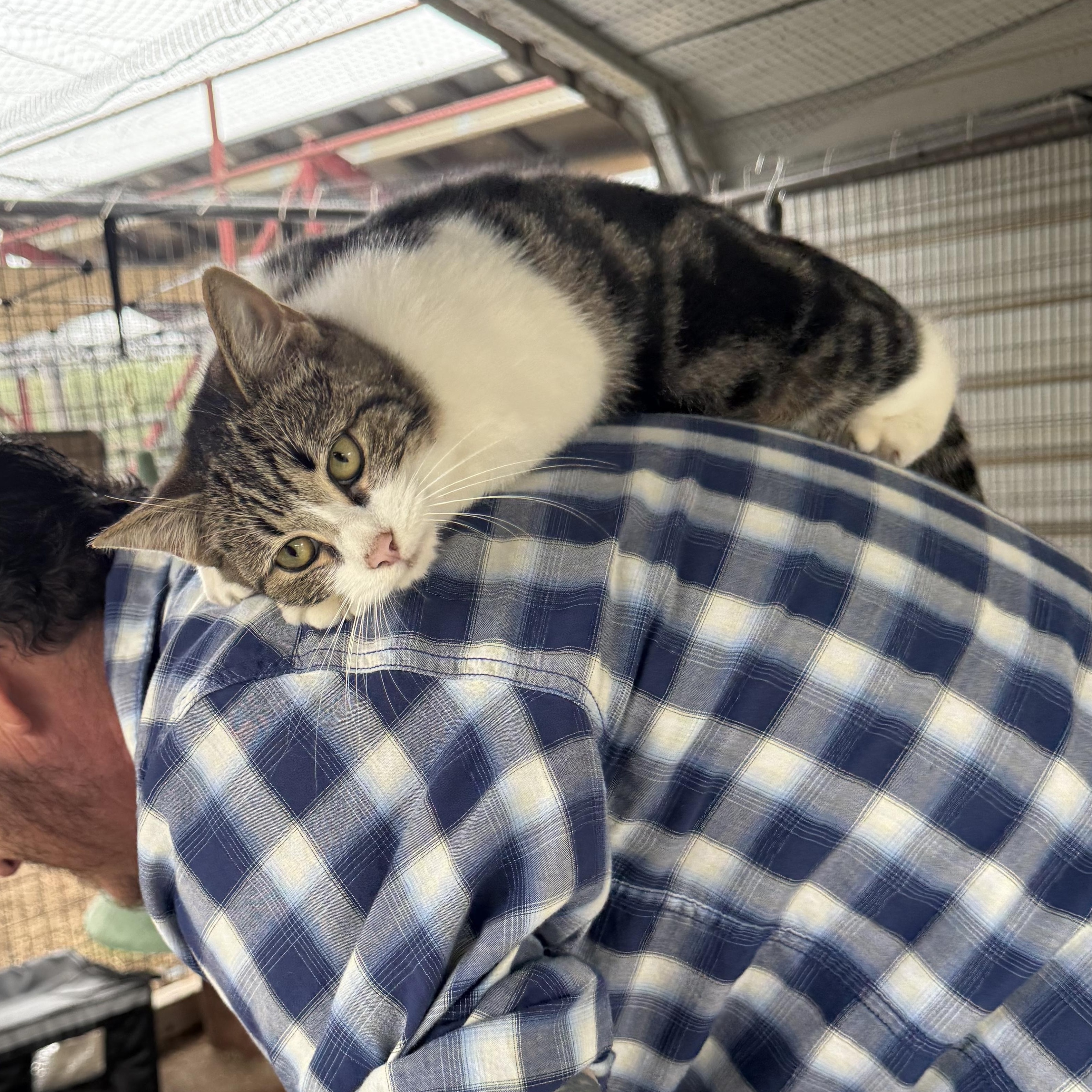 Enlarge Robin, a ADOPTABLE Domestic Short Hair in Dunnigan, CA image 3/4