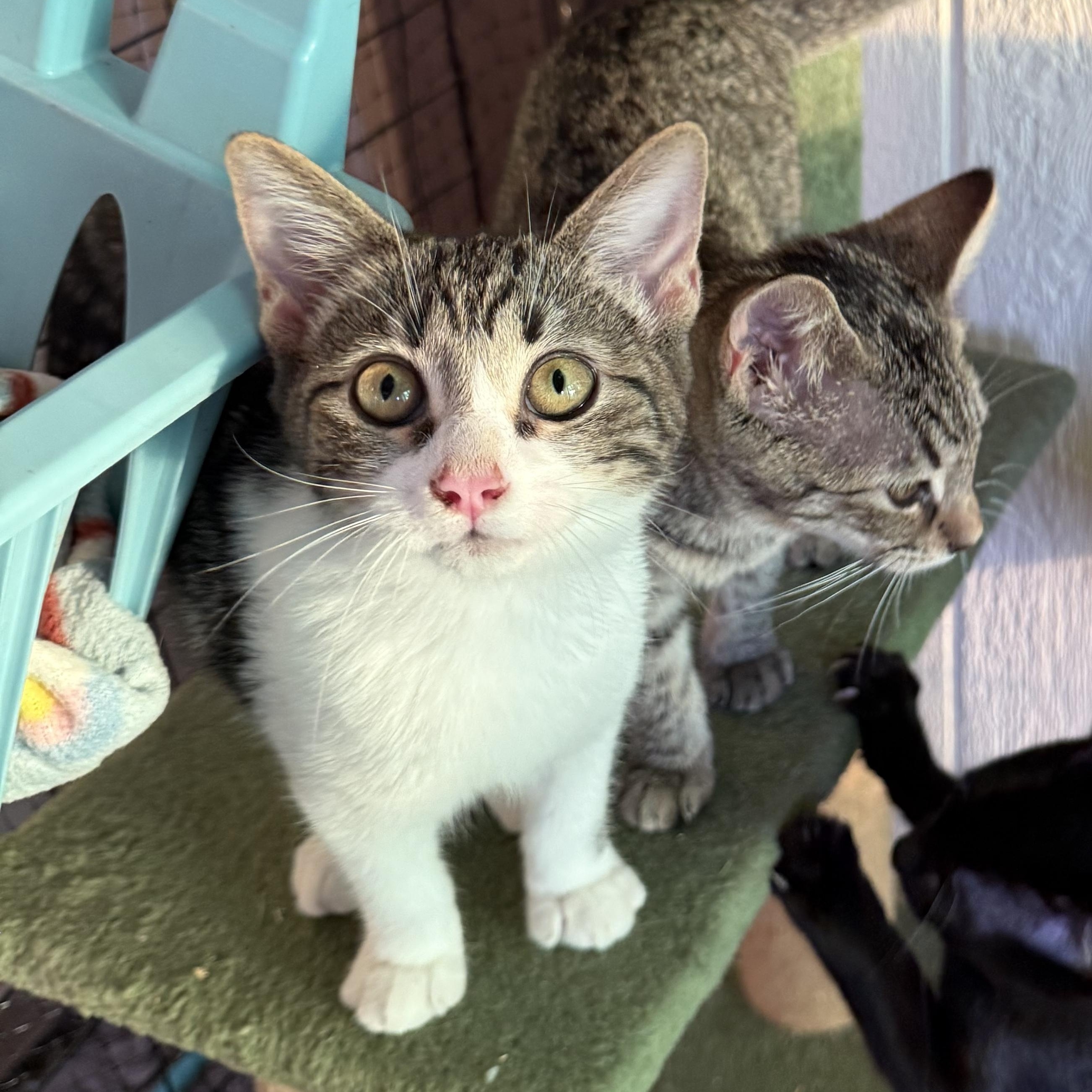 Enlarge Robin, a ADOPTABLE Domestic Short Hair in Dunnigan, CA image 4/4