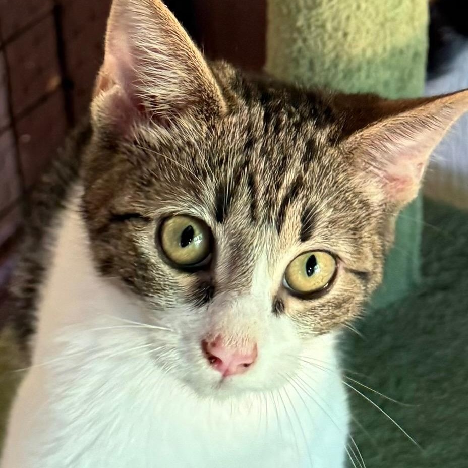 Enlarge Robin, a ADOPTABLE Domestic Short Hair in Dunnigan, CA image 1/4