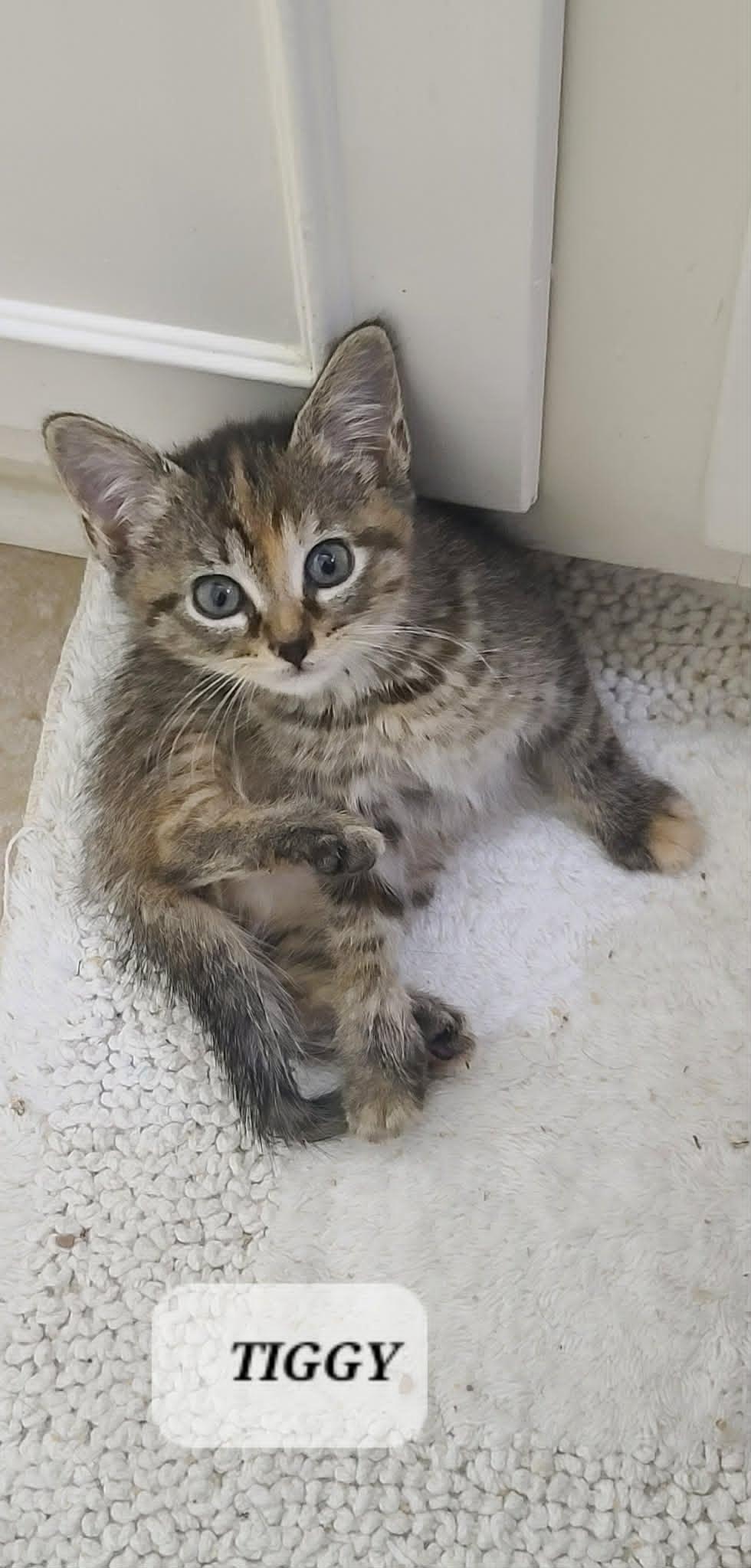 Enlarge Tiggy C Seago, a Adoptable Tabby in Saunderstown, RI image 1/1