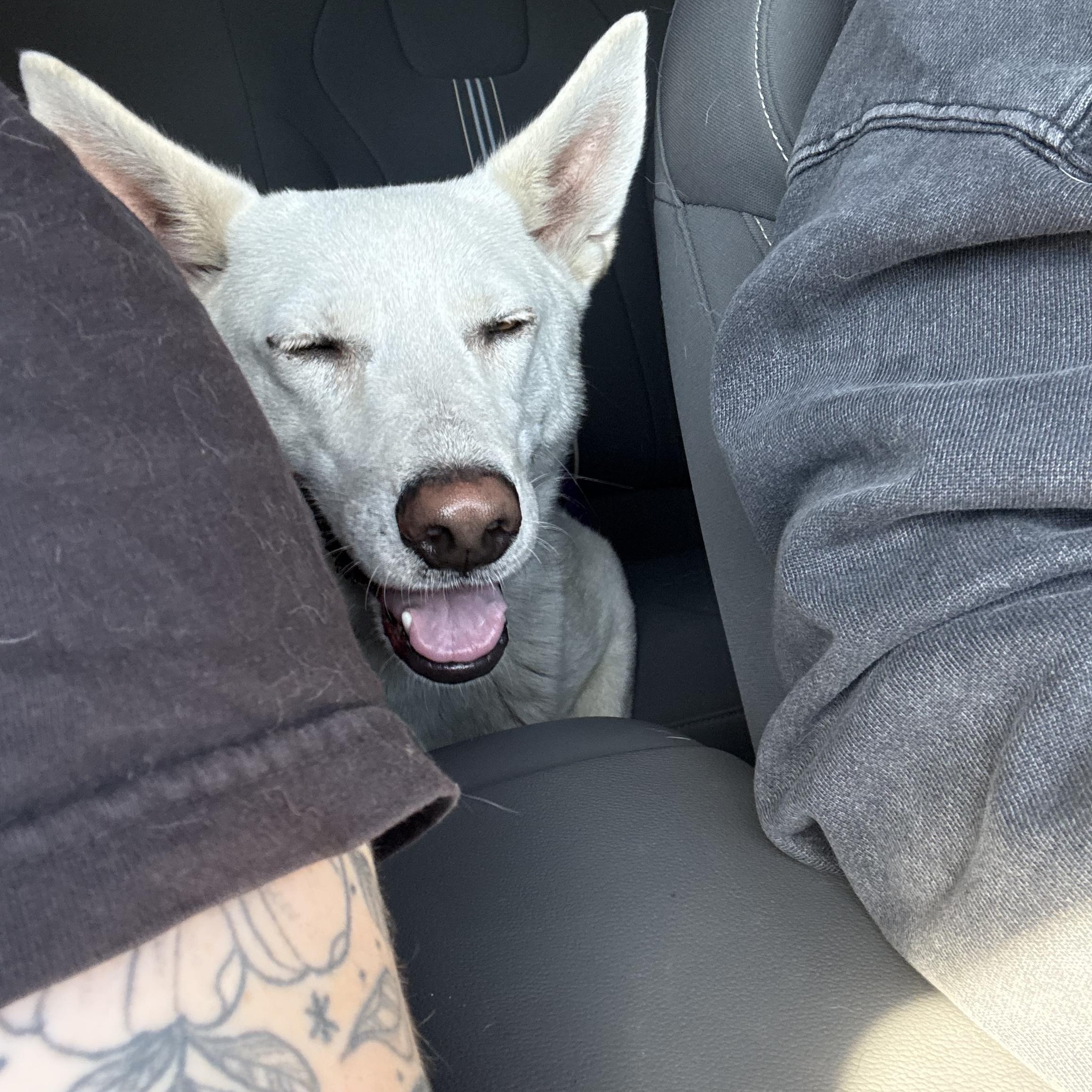 Enlarge Mattie, an adopted mixed breed in Fresno, CA image 2/5