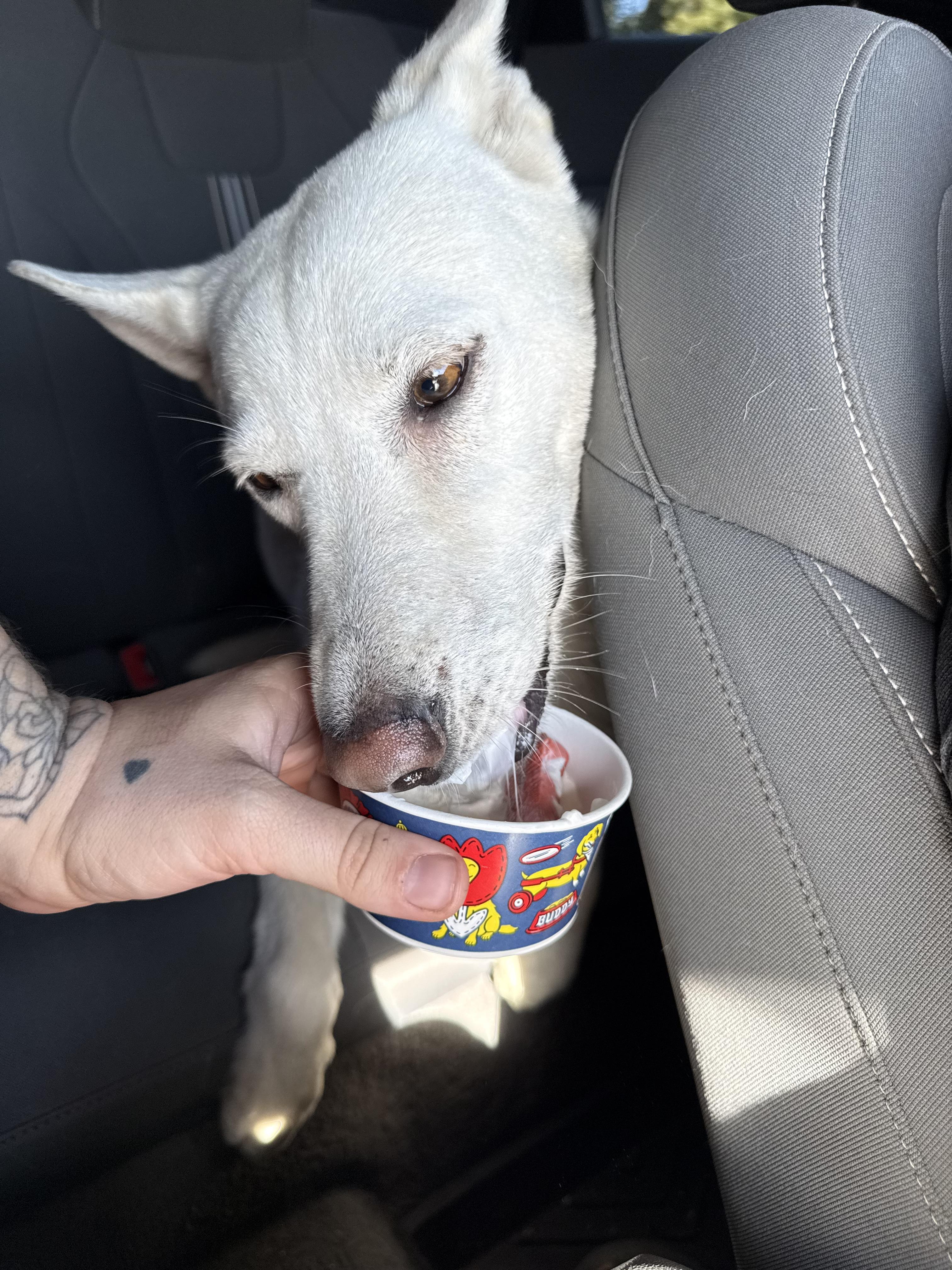 Enlarge Mattie, an adopted mixed breed in Fresno, CA image 5/5