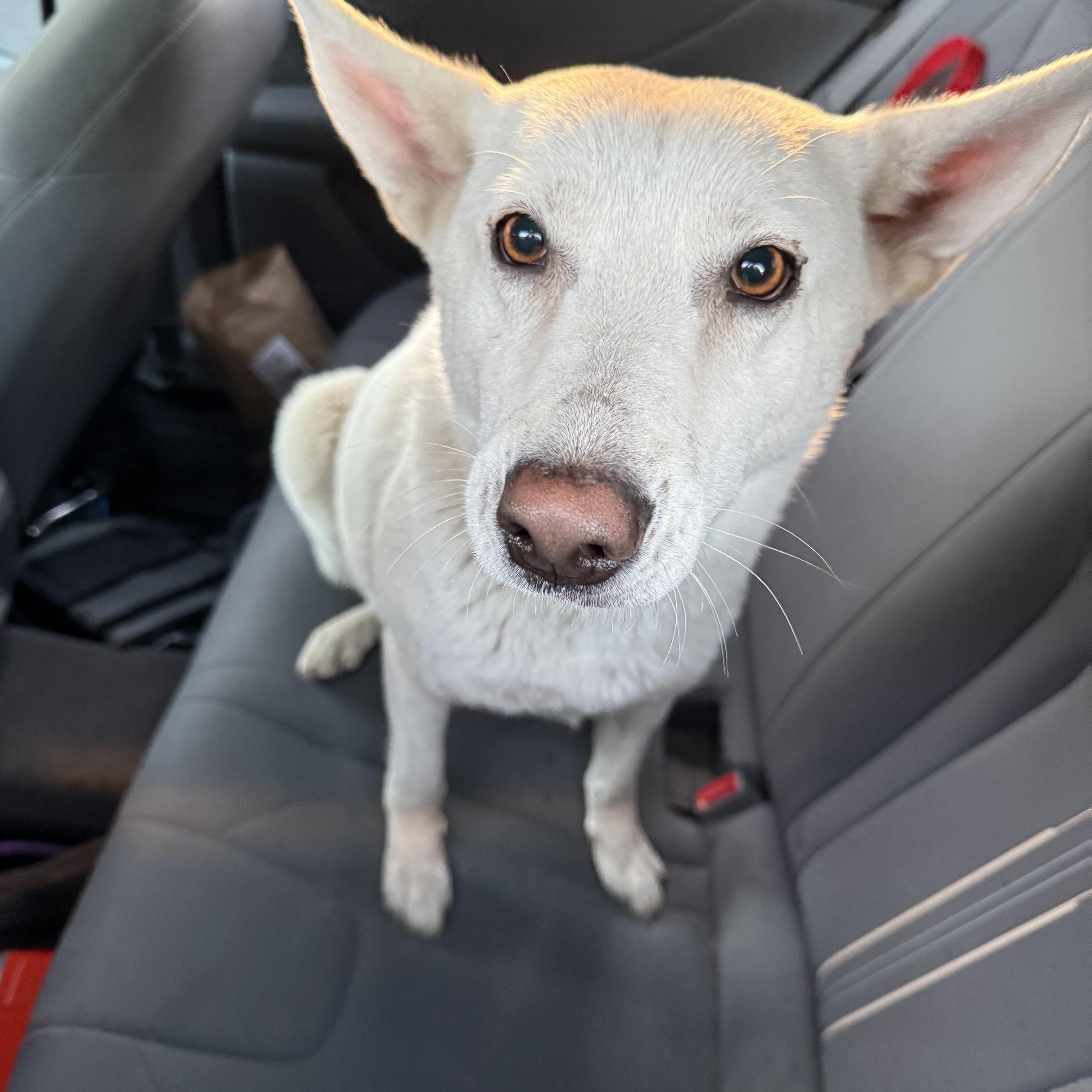 Mattie, adopted, Adult Female Canaan Dog & Husky.