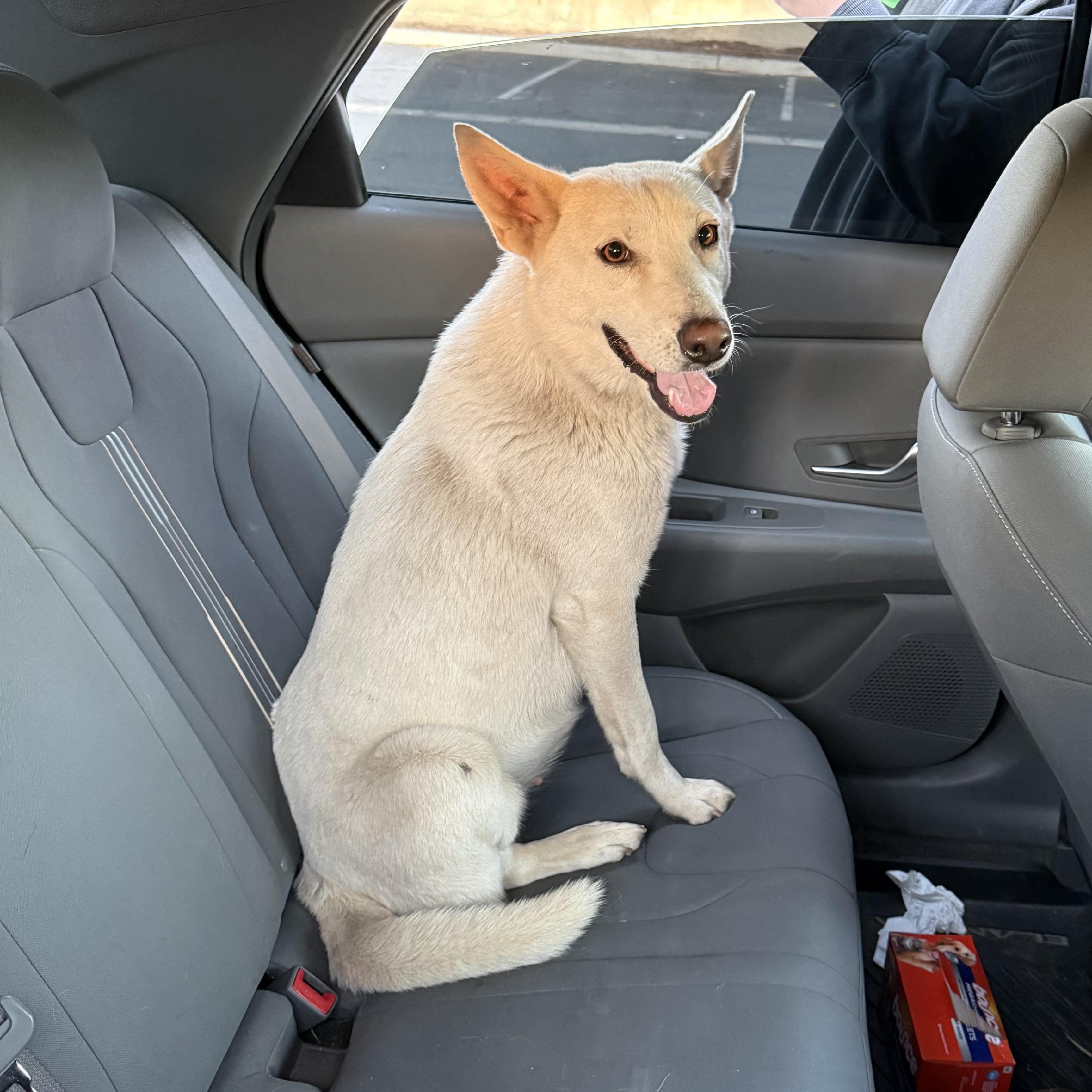 Enlarge Mattie, an adopted mixed breed in Fresno, CA image 4/5