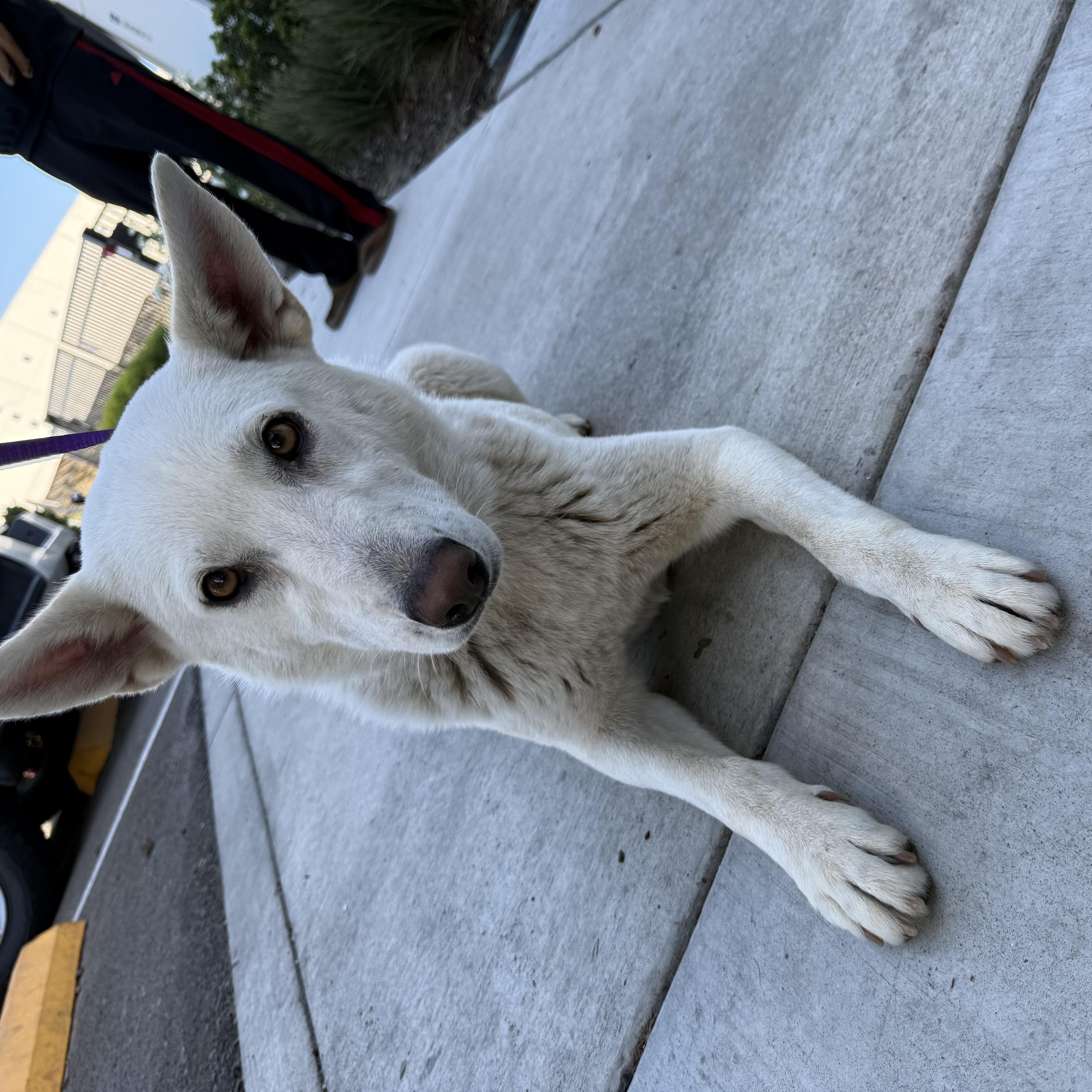 Enlarge Mattie, an adopted mixed breed in Fresno, CA image 3/5