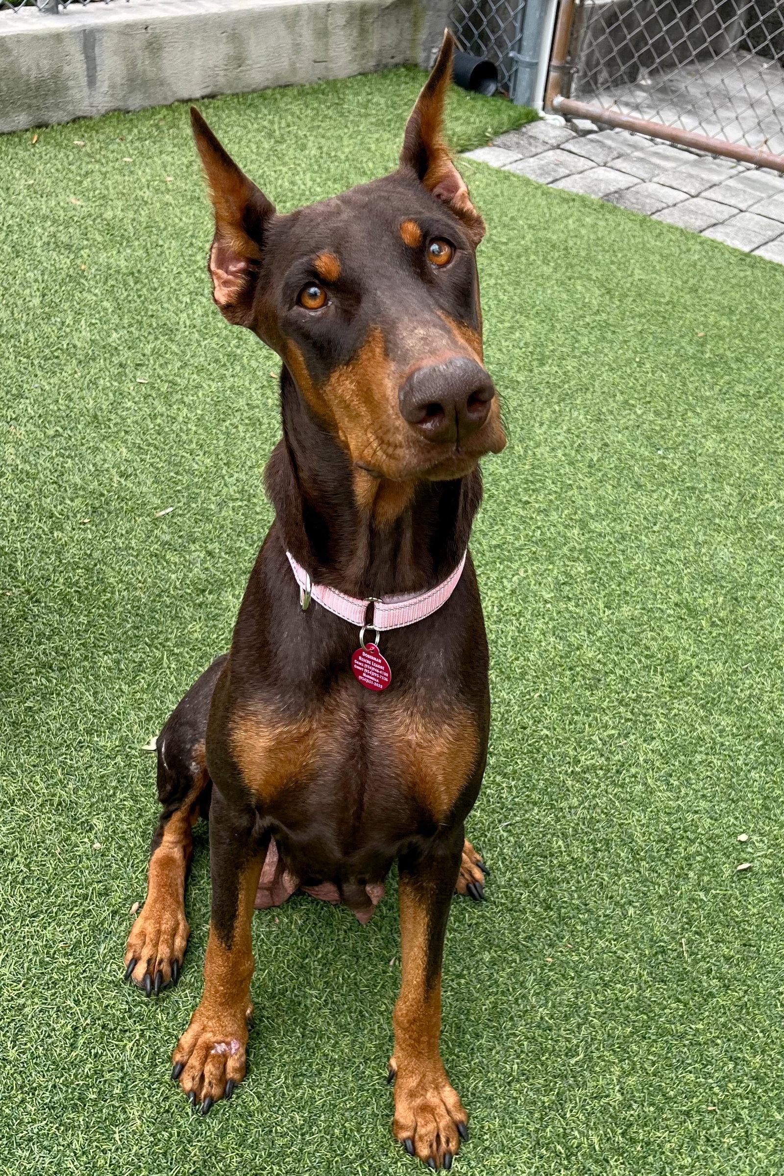 Mabel 3517, Adoptable, Young Female Doberman Pinscher.