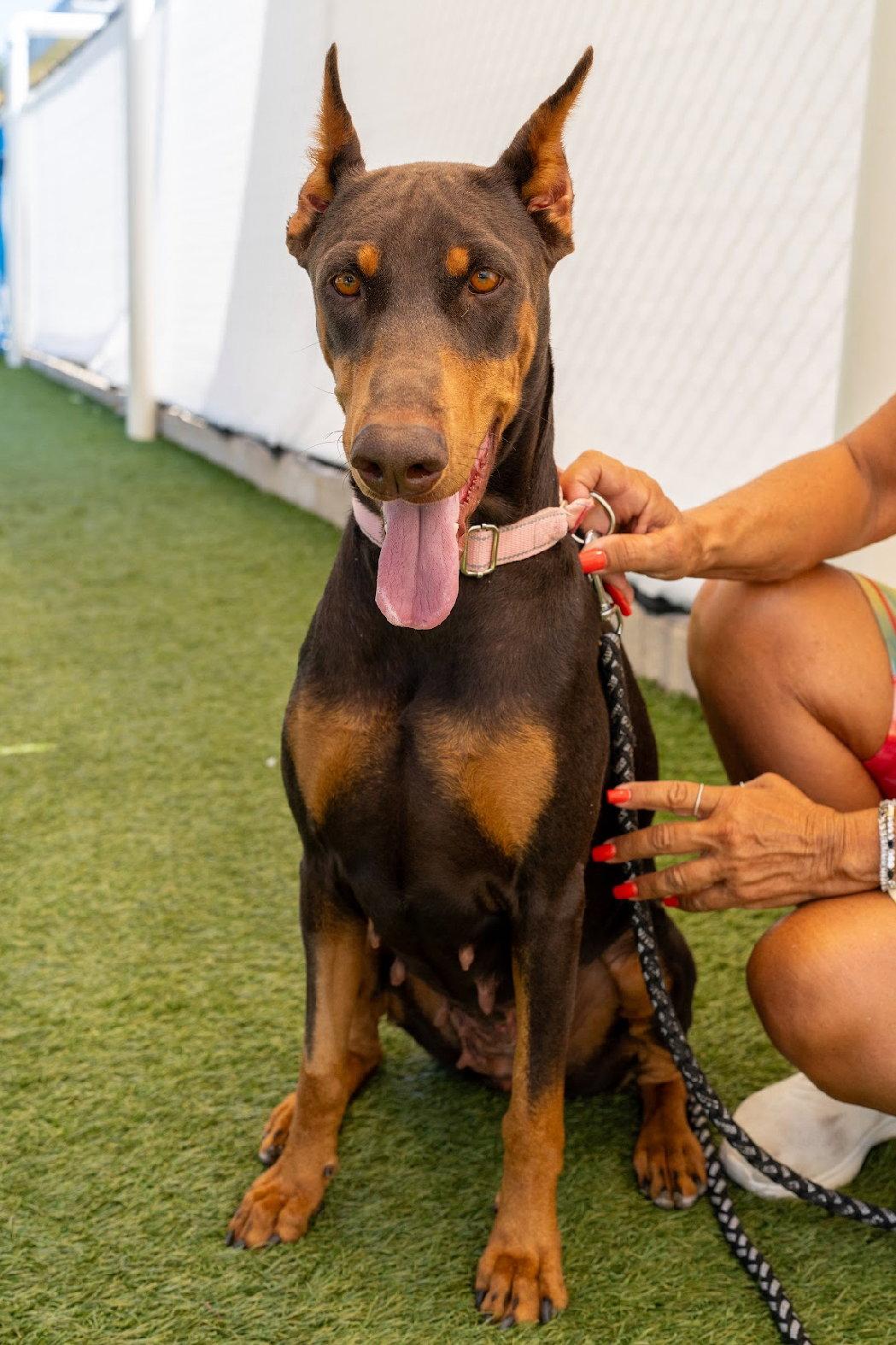 Enlarge Mabel 3517, a Adoptable Doberman Pinscher in Oakland Park, FL image 2/3