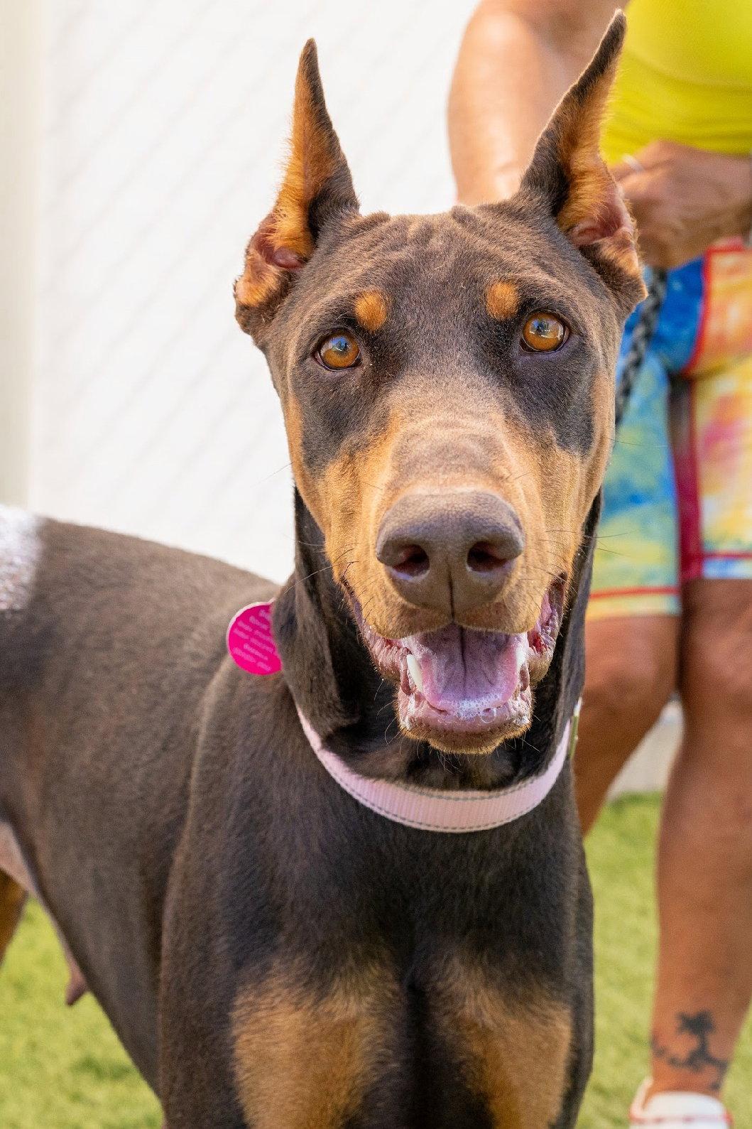 Enlarge Mabel 3517, a Adoptable Doberman Pinscher in Oakland Park, FL image 3/3