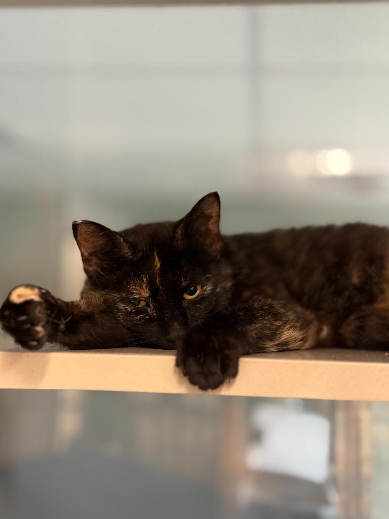 America, Adoptable, Young Female Domestic Short Hair.