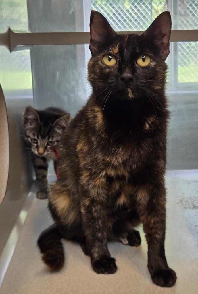 America, Adoptable, Young Female Domestic Short Hair.