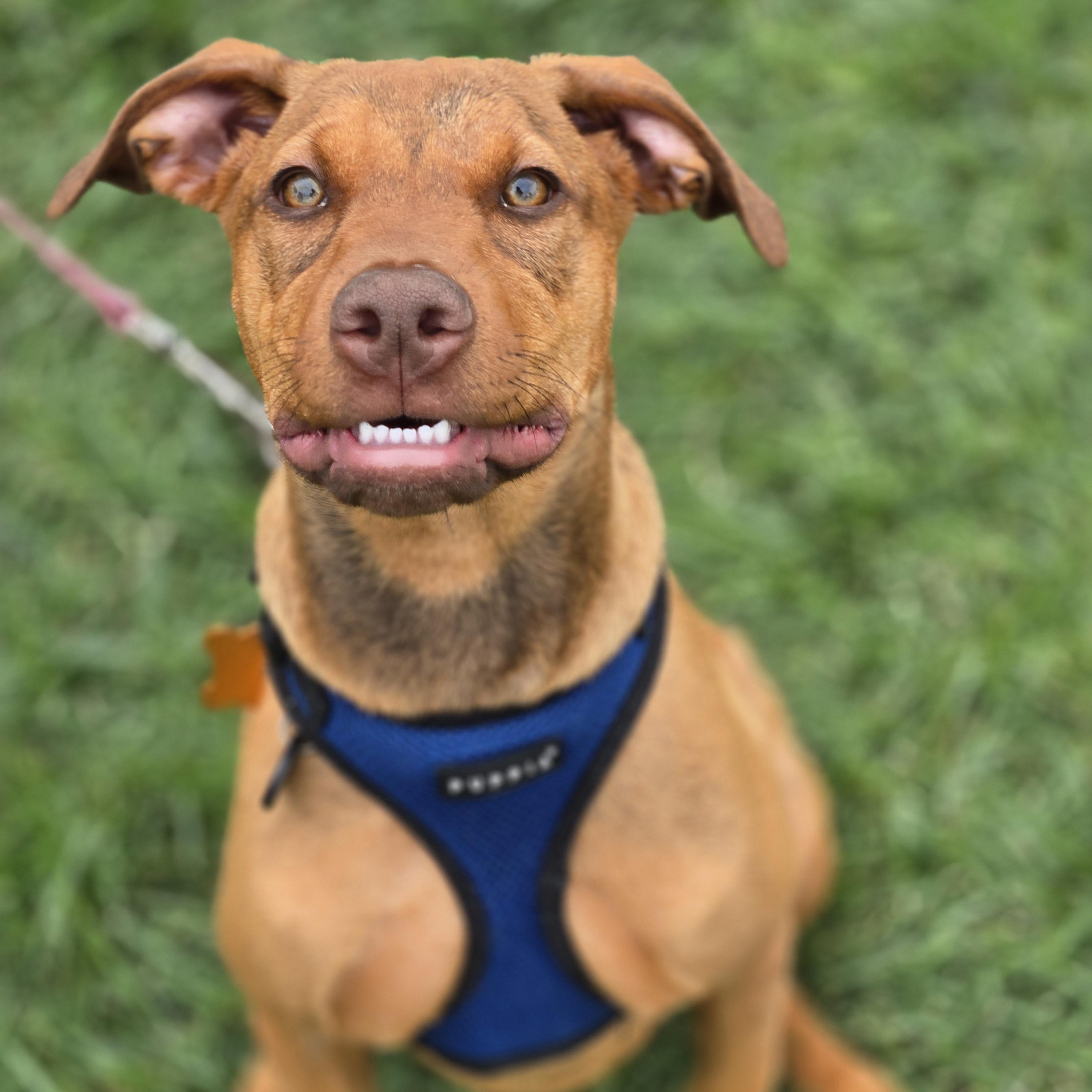 Enlarge Kori, a Adoptable mixed breed in Normal, IL image 3/6