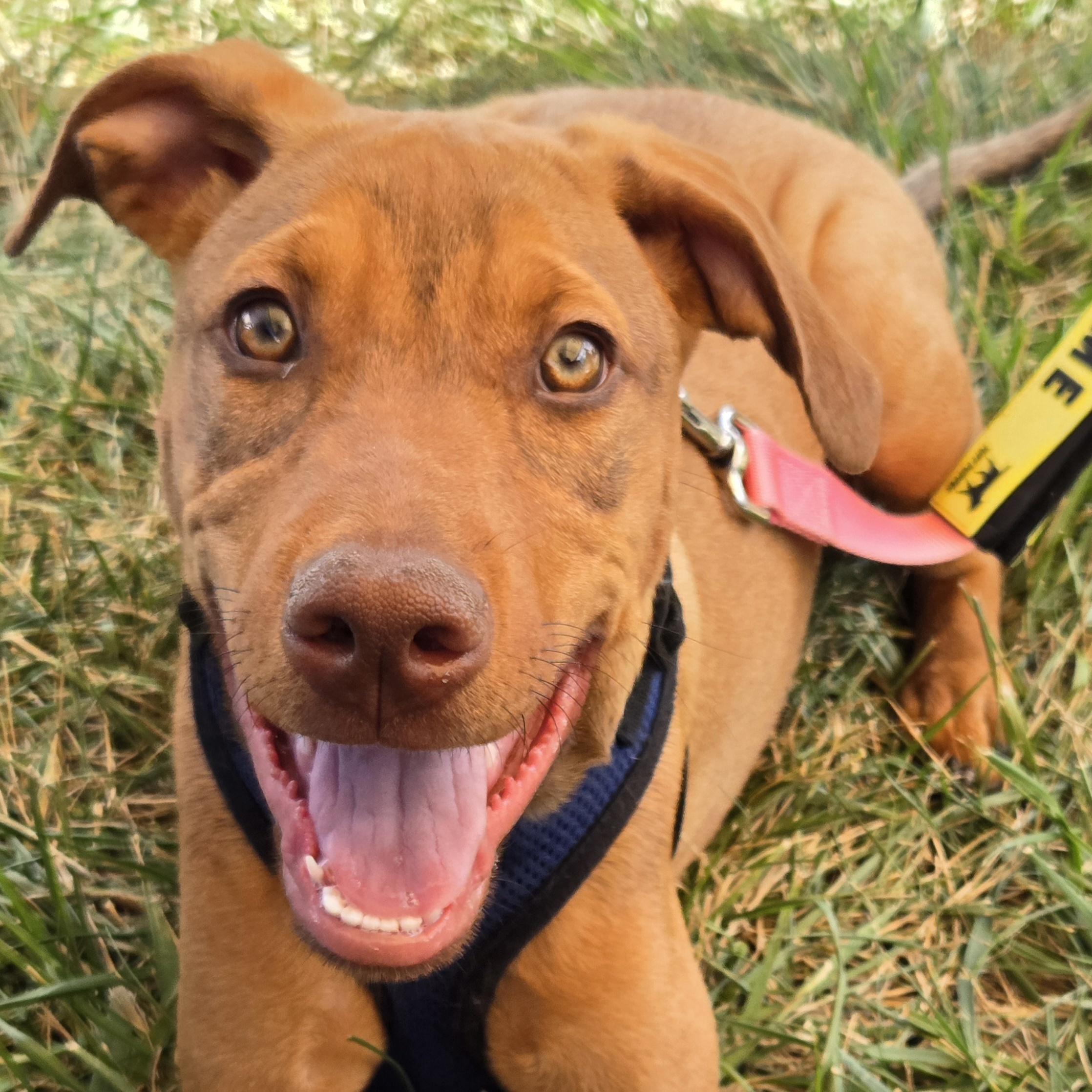 Enlarge Kori, a Adoptable mixed breed in Normal, IL image 2/6