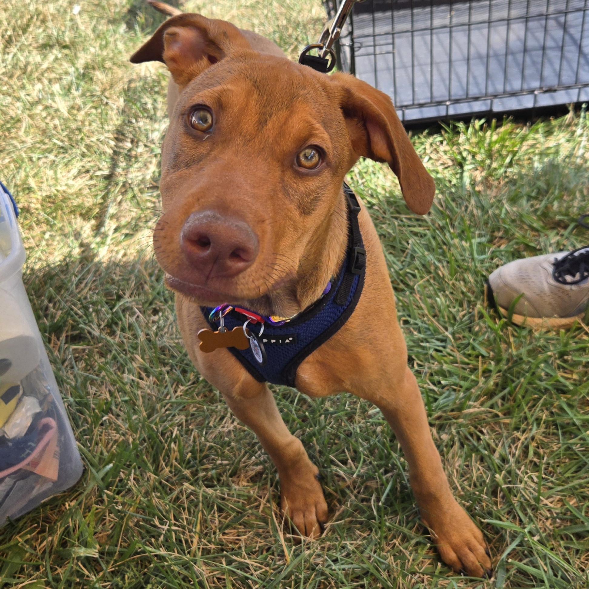 Enlarge Kori, a Adoptable mixed breed in Normal, IL image 4/6