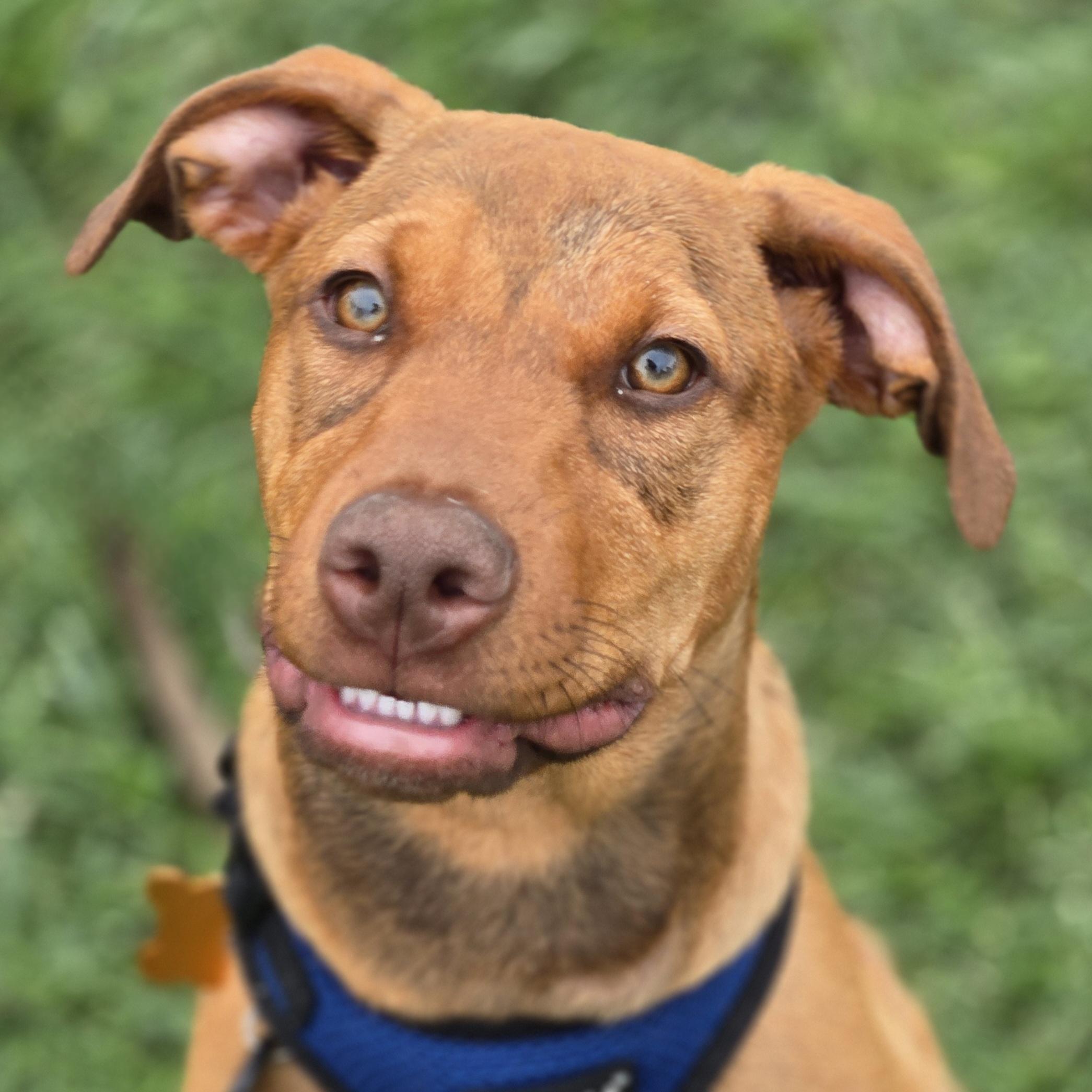 Kori, Adopted, Puppy Female Doberman Pinscher.