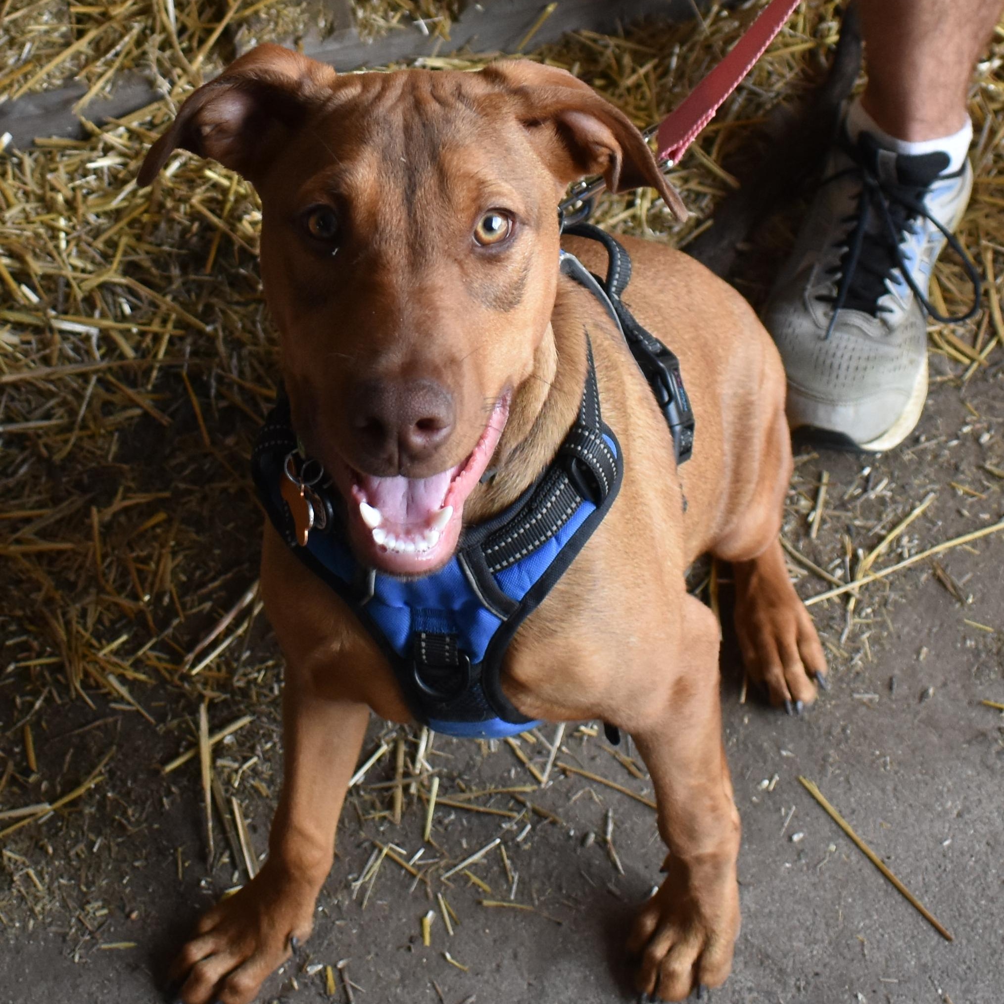Enlarge Kori, a Adoptable mixed breed in Normal, IL image 5/6