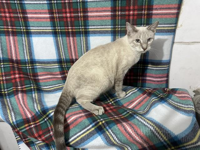 Enlarge Missy, a Adoptable mixed breed in Harrisburg, PA image 1/5