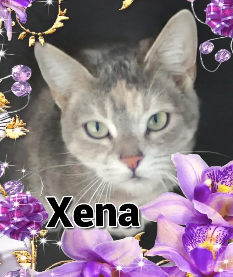 Xena, an adopted Domestic Short Hair in Las Vegas, NV image 2/2