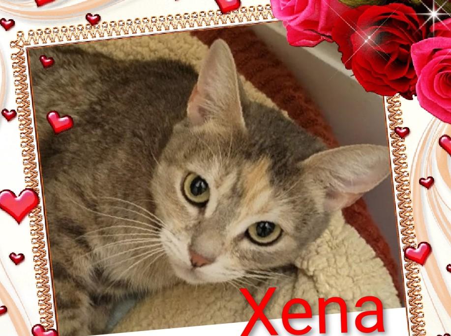 Xena, adopted, Young Female Domestic Short Hair.