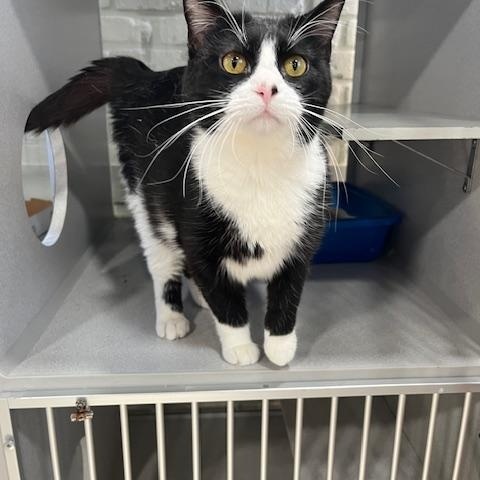 Enlarge Juniper, an adopted Domestic Short Hair in Webster City, IA image 1/1