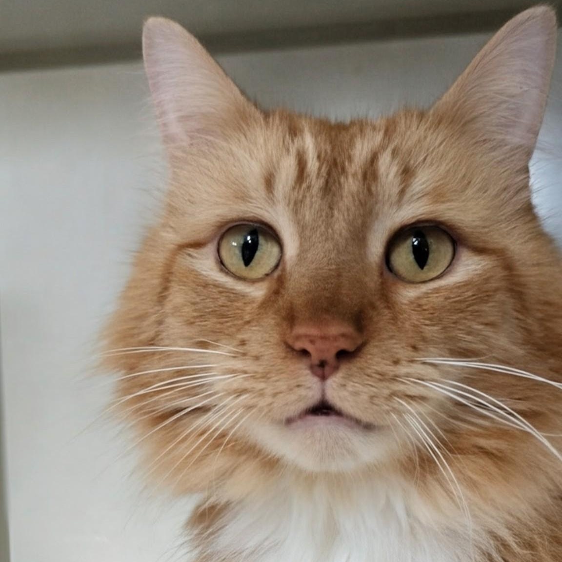 Enlarge Big Mikey, an adopted Domestic Long Hair in West Jefferson, OH image 3/6