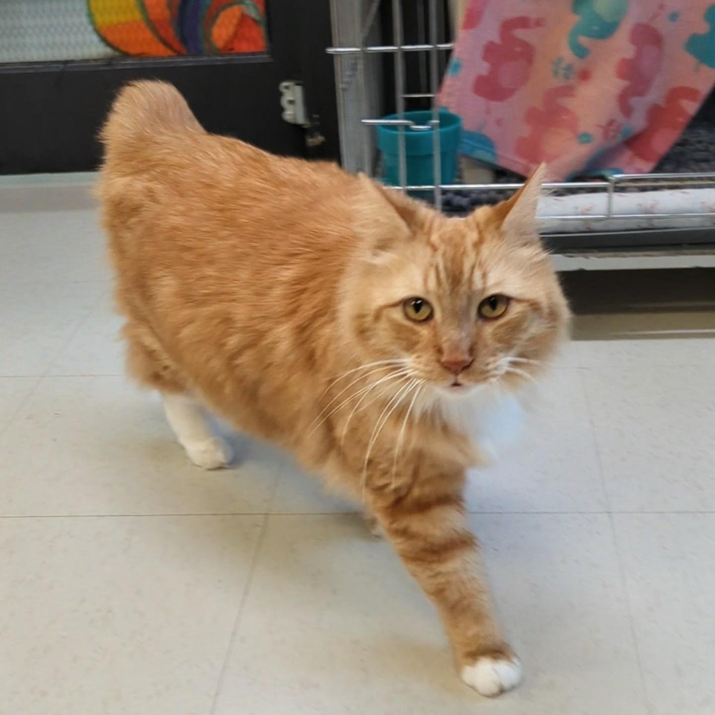 Enlarge Big Mikey, an adopted Domestic Long Hair in West Jefferson, OH image 2/6